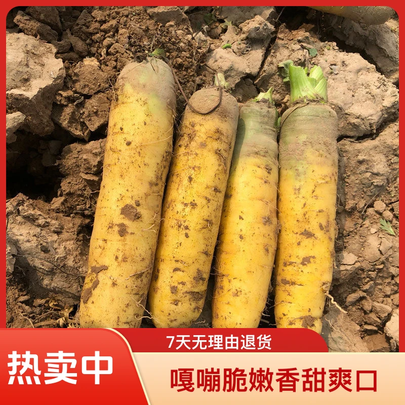黄胡萝卜黄萝卜水果萝卜新鲜农家蔬菜营养3/5/9斤装香甜坏果包赔