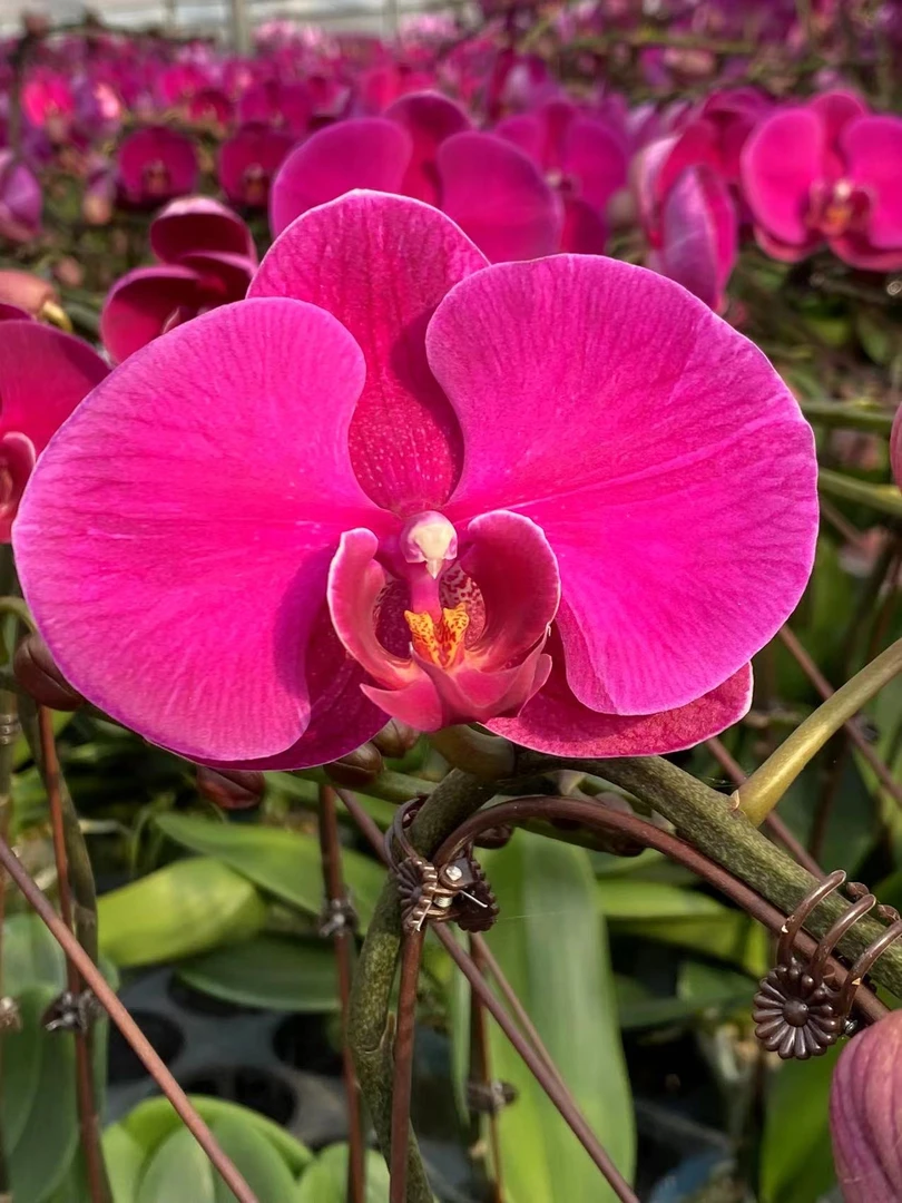 蝴蝶兰【大辣椒】室内好养花/开业乔迁