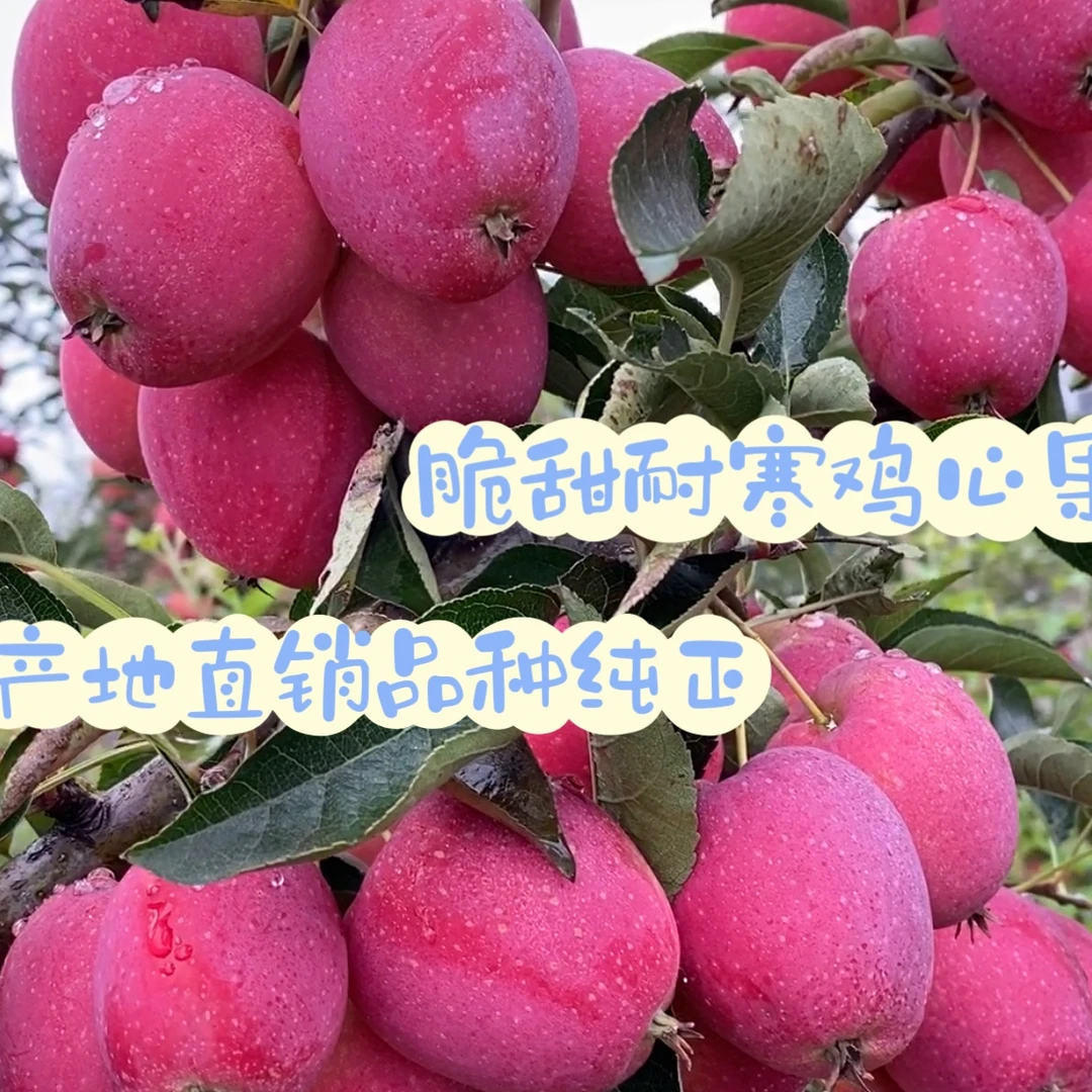 耐寒苹果苗鸡心果苹果苗国光苹果苗苹果树种苗种植北方开花纯正