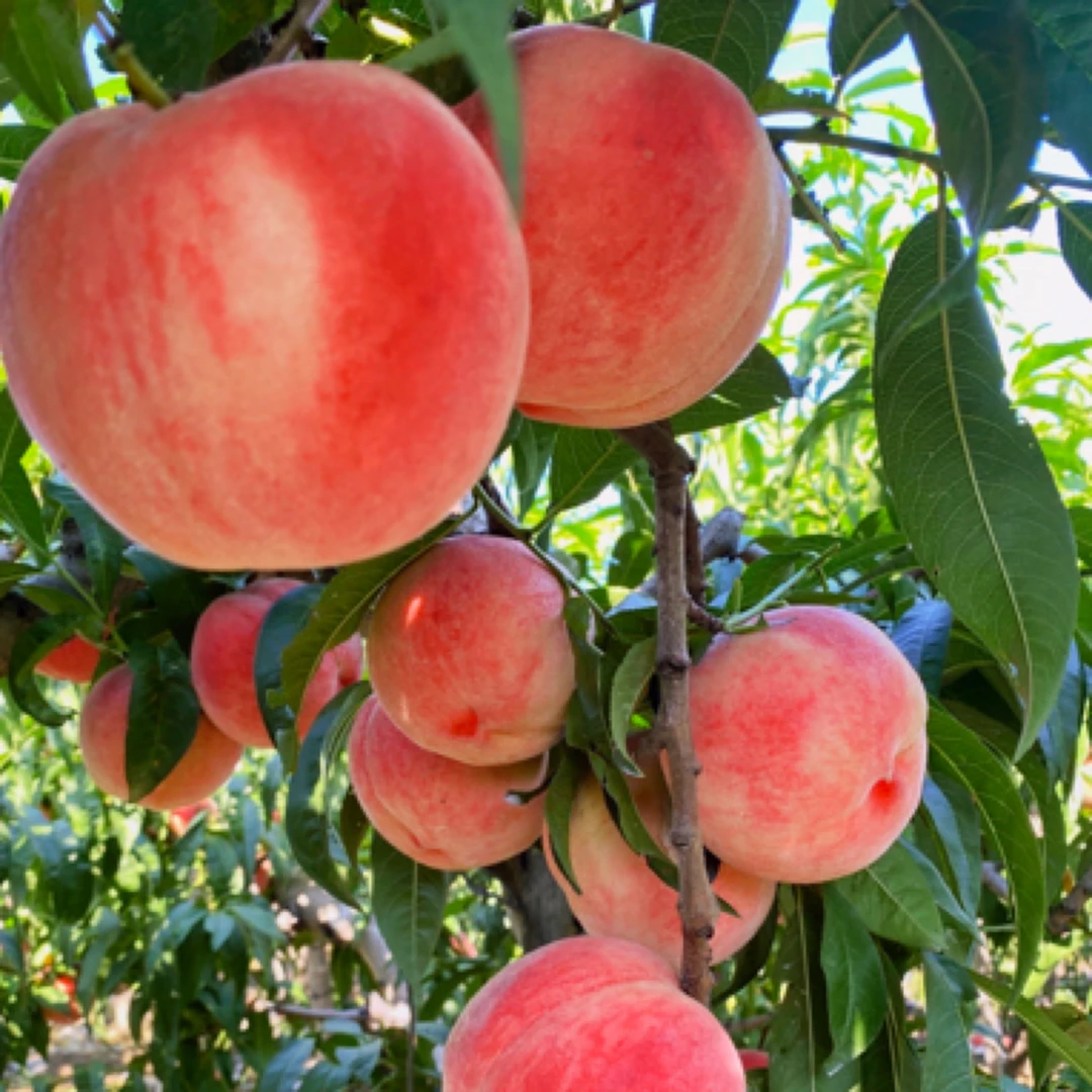 艳红9号桃苗大果脆甜高产中晚熟品种南方北方果园种植