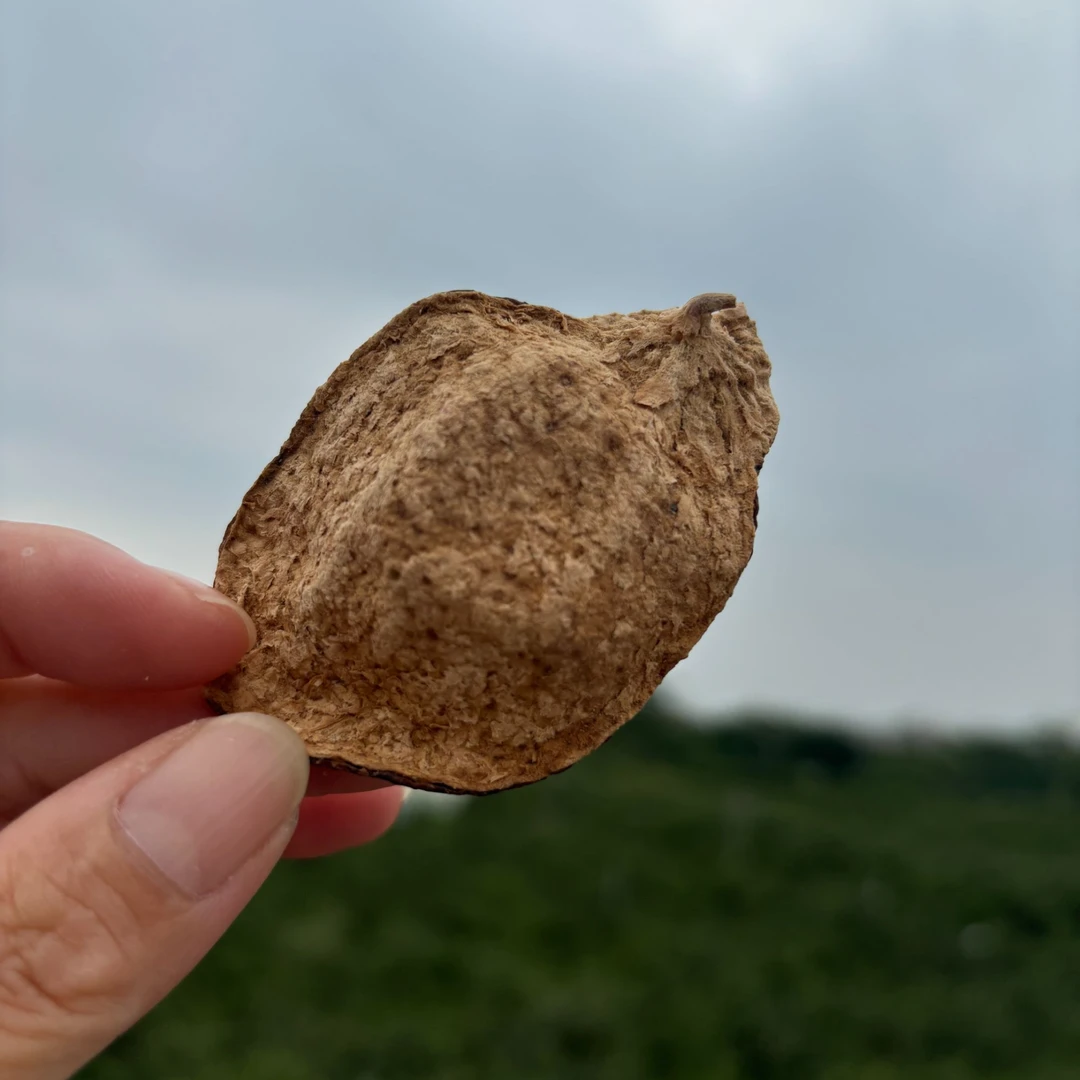 2017年茶坑大红皮断皮  新会陈皮干仓储存生晒陈香