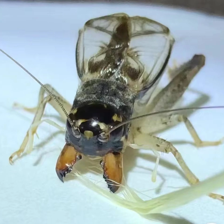 野生蛐蛐售卖  直播专用链接3