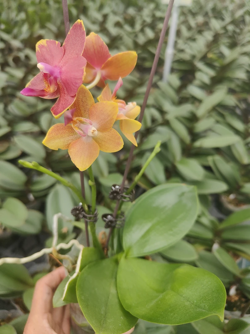 樱桃番茄蝴蝶兰变异株随机拍