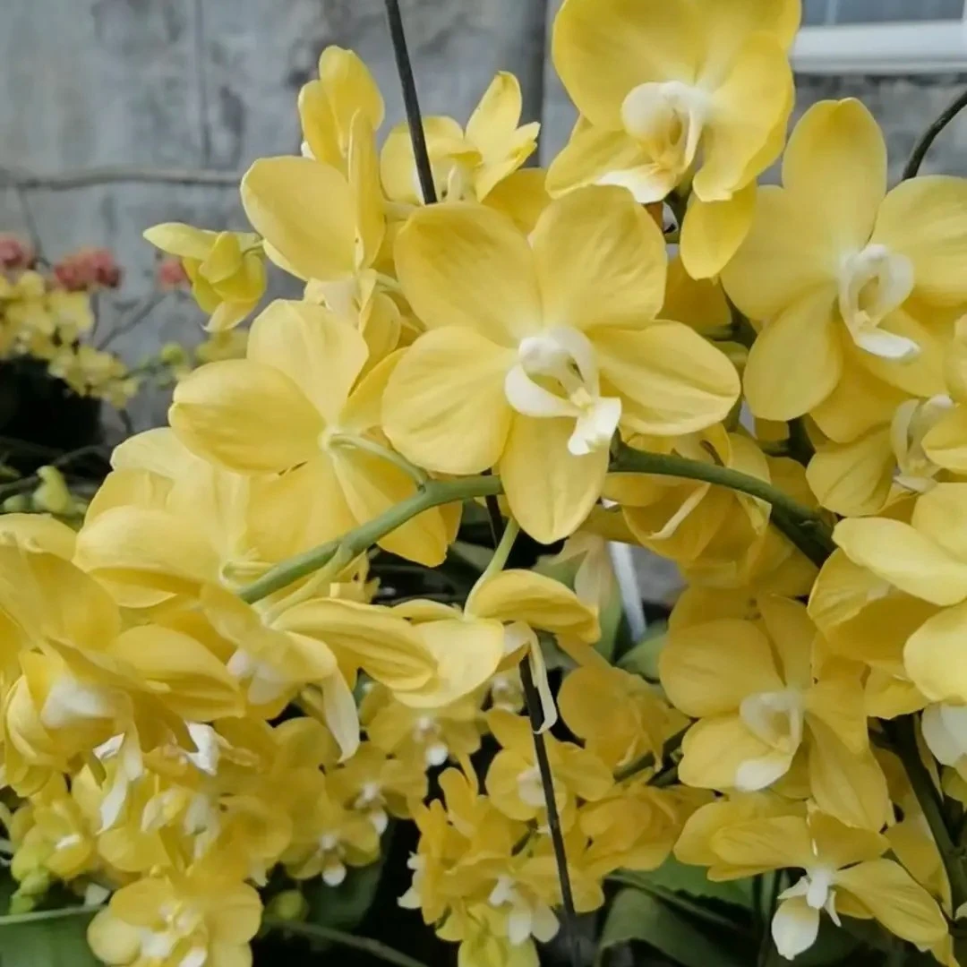 绿圣香妃【多头高端蝴蝶兰花卉3.5寸杯无花剑】