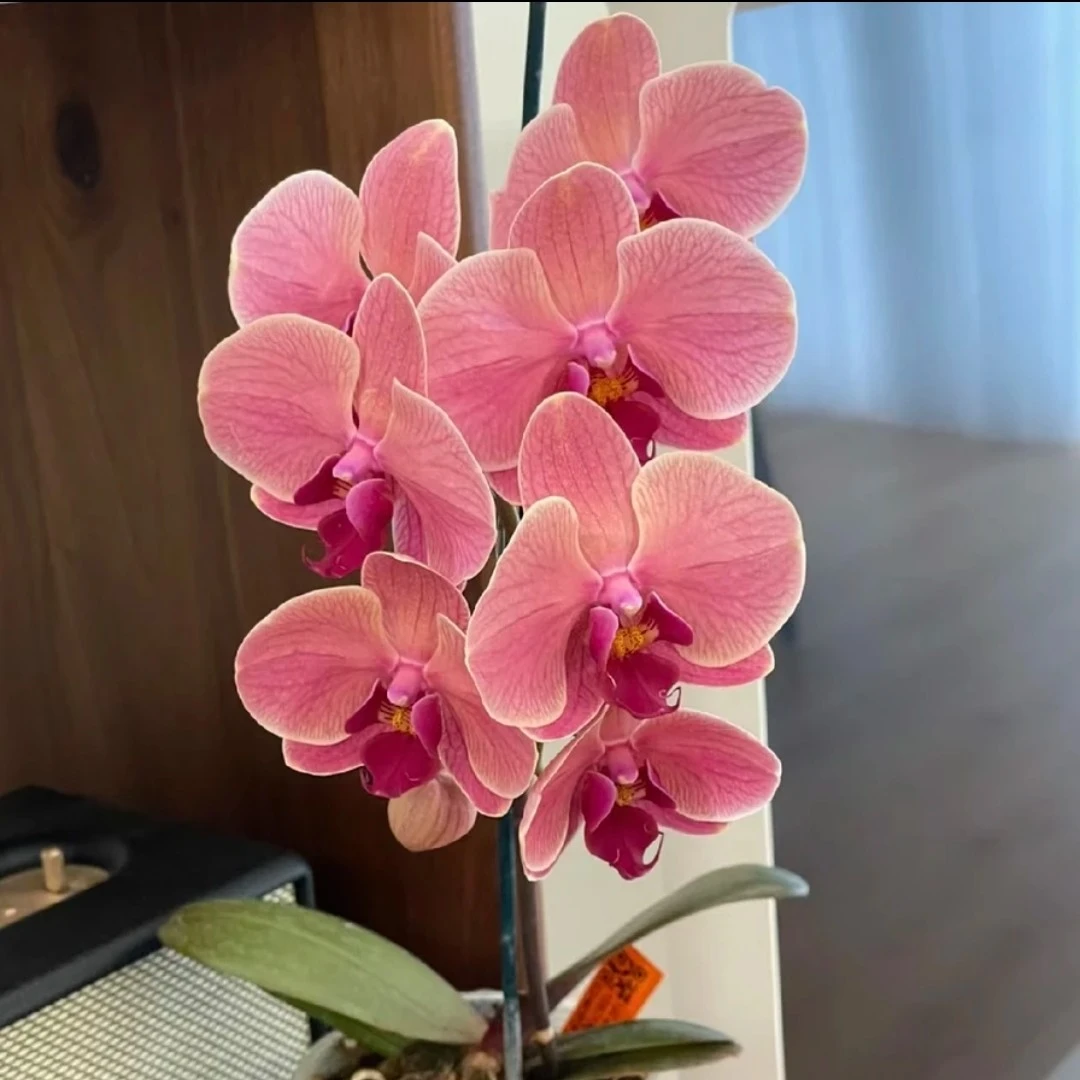 【安祖】纳博纳高端蝴蝶兰【3.5】花卉(产地直发)