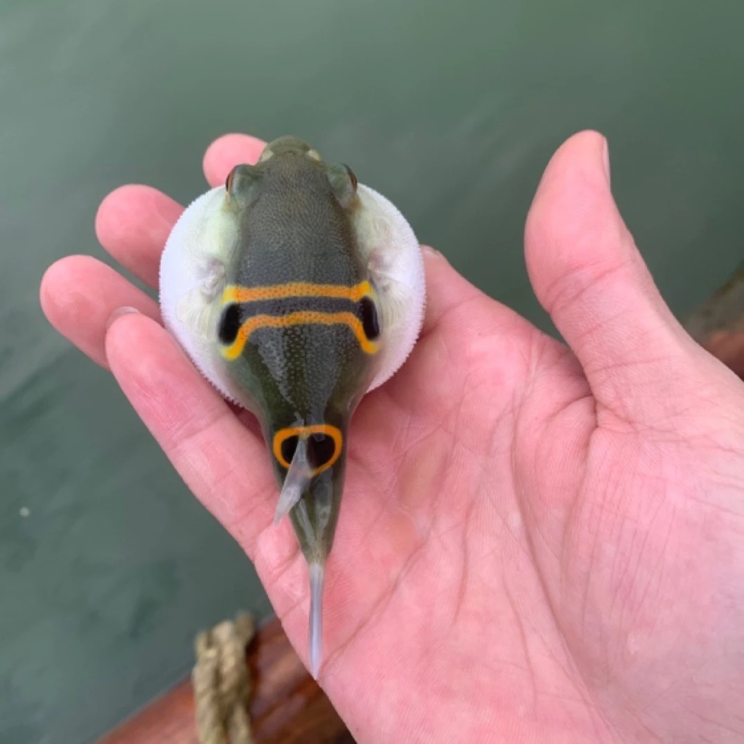 弓斑狗头河豚会生气的观赏鱼潜水艇泡泡淡水鱼冷水巧克力淡水鱼