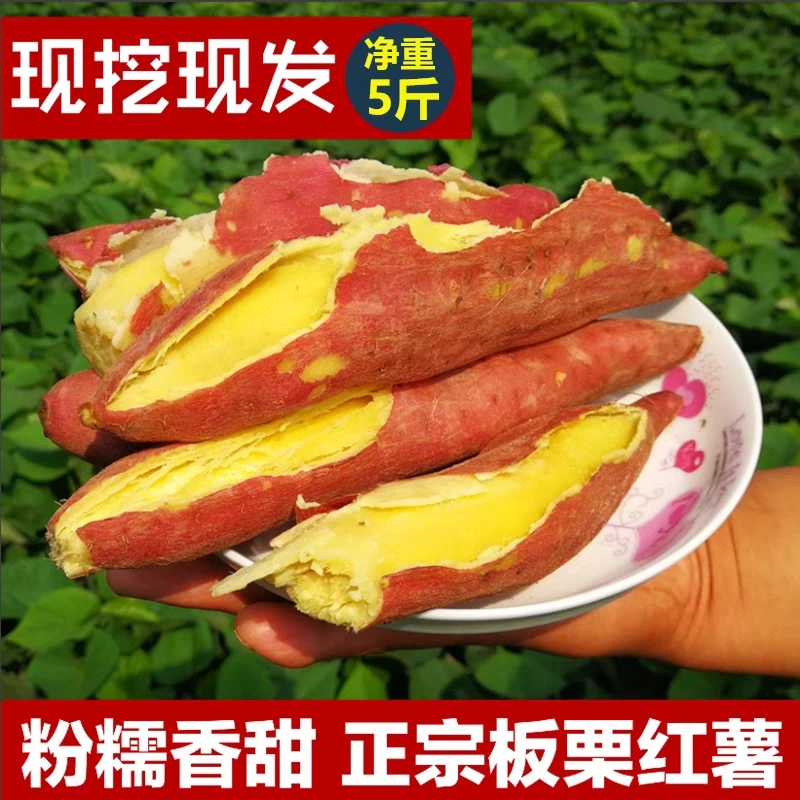 陕西沙地红薯板栗薯现挖地瓜精选芋头香薯番薯蜜薯5-10斤整箱包邮