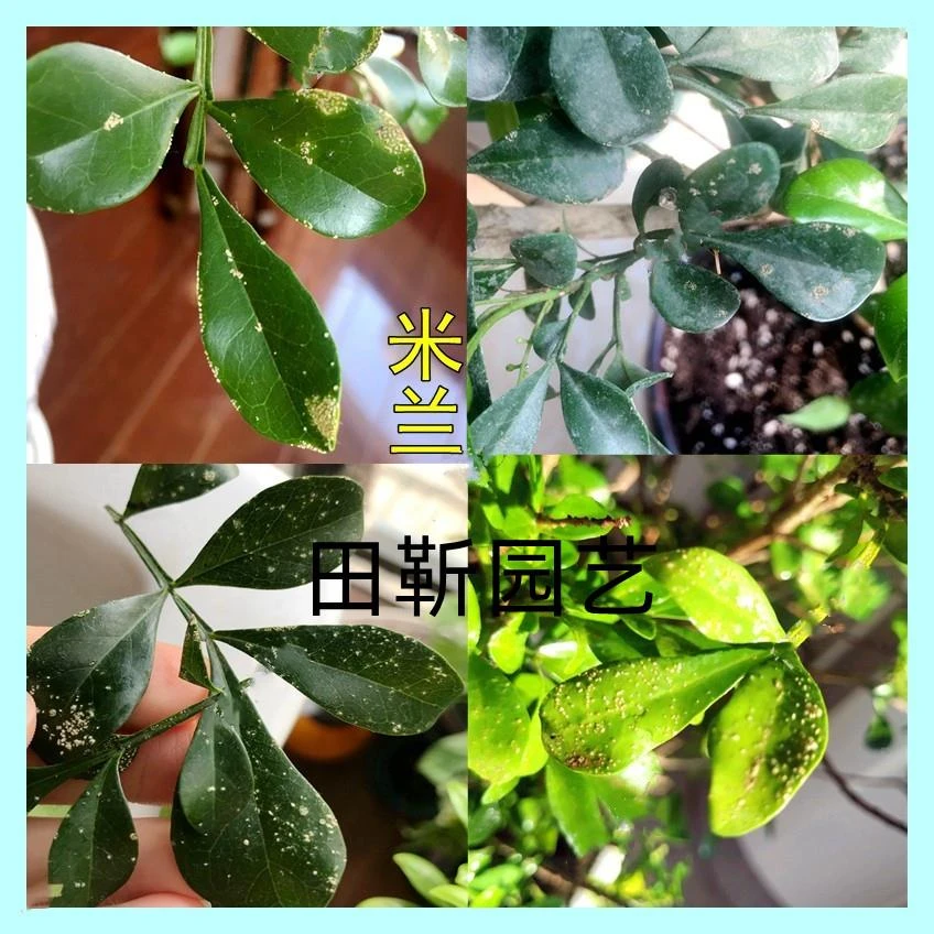 兰专用杀虫剂米兰花打驱虫药除虫治虫土壤灭虫生虫子叶白点蓟马