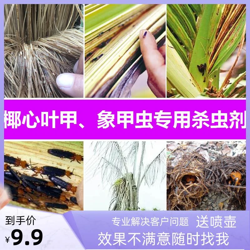 槟榔椰子树椰心叶甲杀虫剂棕榈海藻红棕象甲虫农药椰子织蛾椰甲清