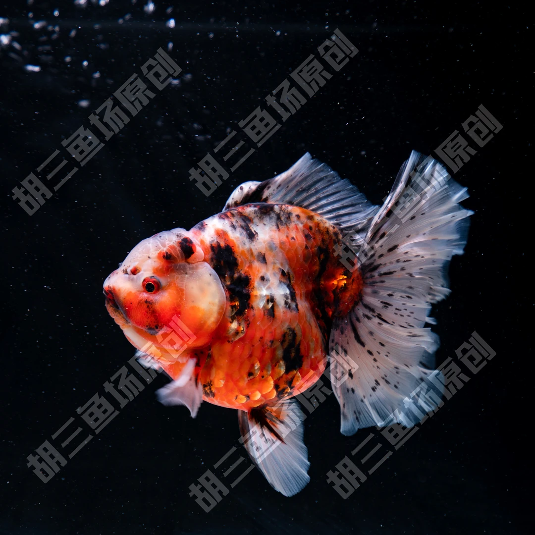 胡三渔场短尾 长尾泰狮金鱼8-12cm左右 顺丰包邮