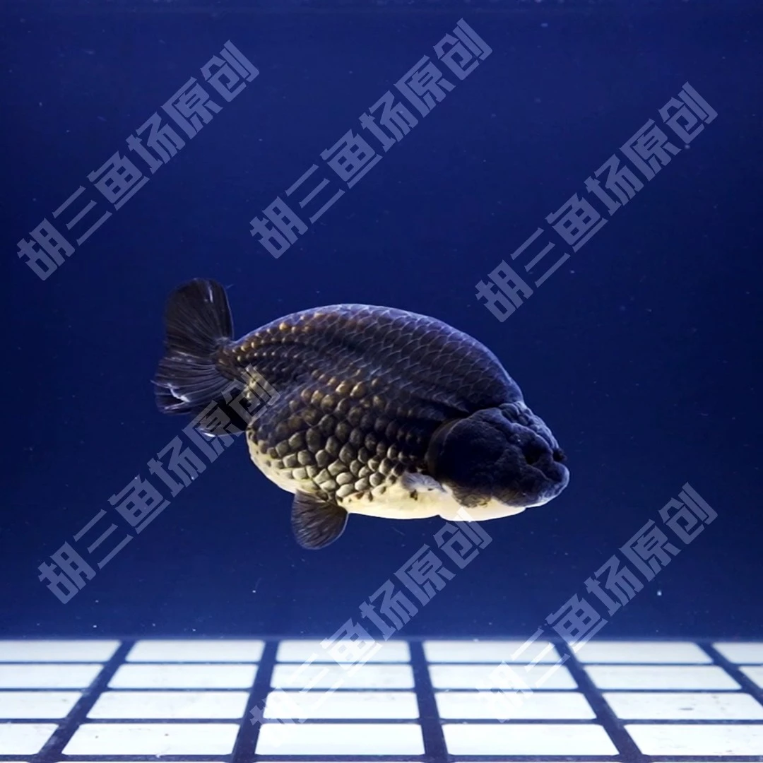 胡三渔场专卖 优质兰寿金鱼 顺丰包邮