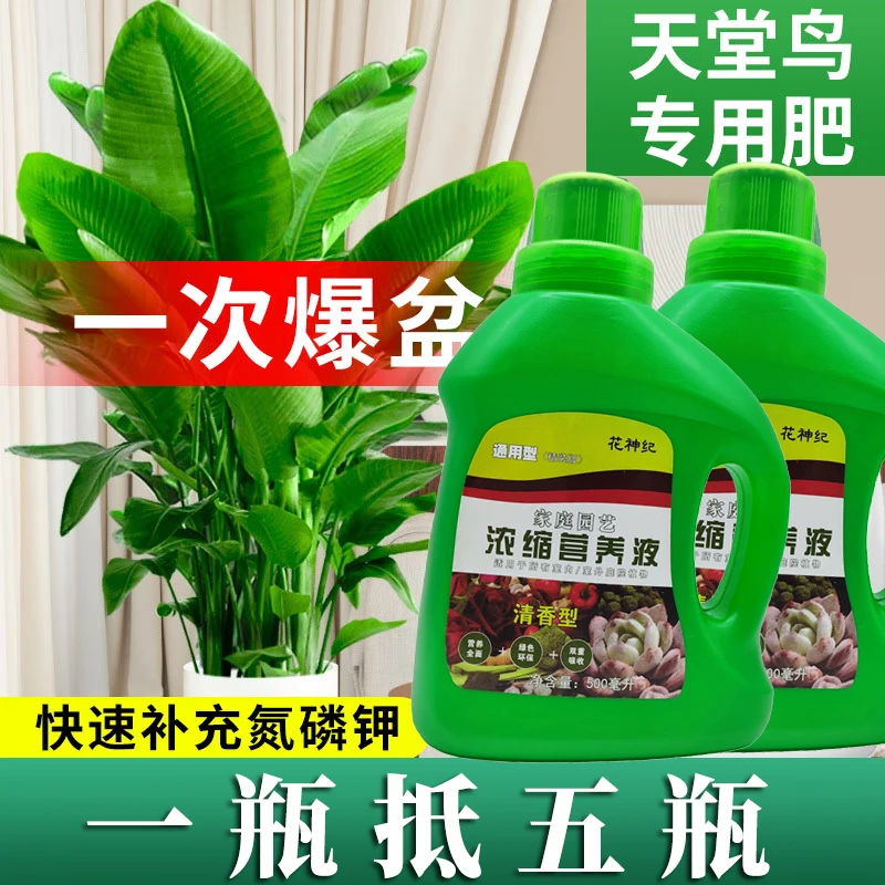 天堂鸟营养液绿植养护花肥天堂鸟专用肥料急救黄叶卷边开裂鹤望兰