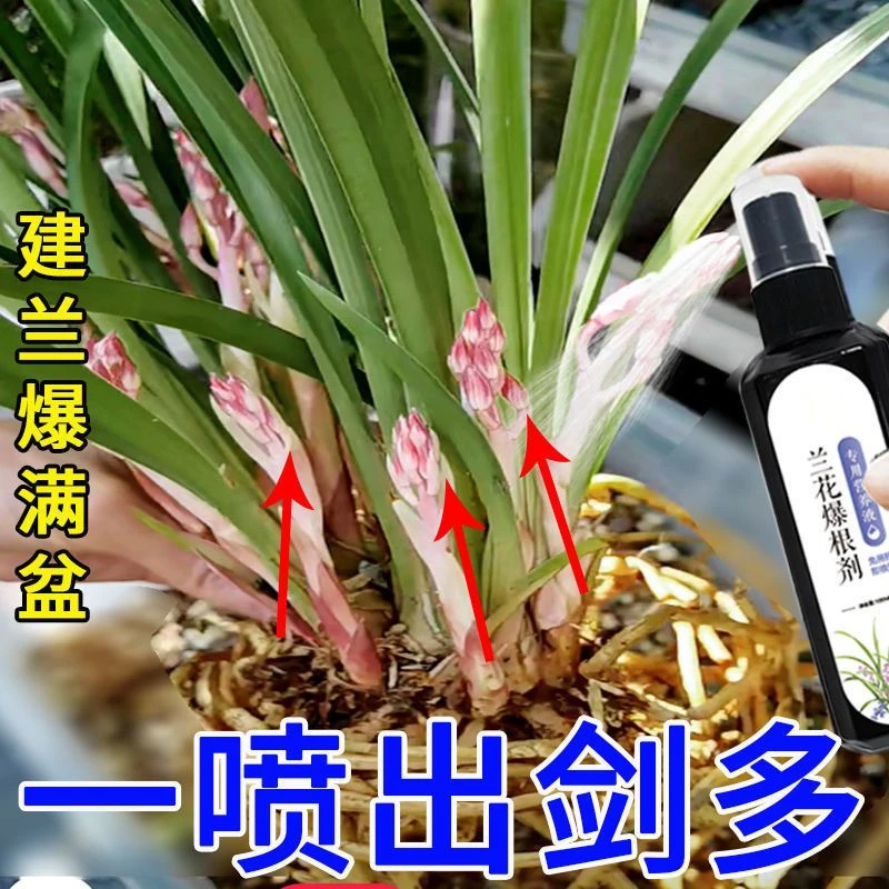 【出箭多】兰花营养液建兰出剑剂催花延花期治黄叶空根软腐叶面肥