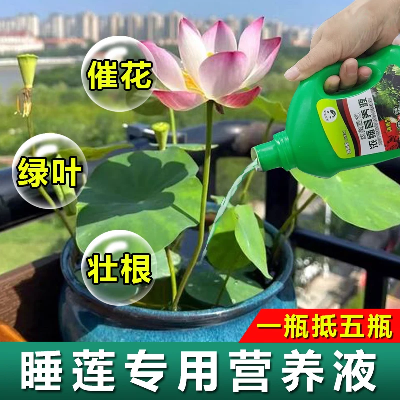 碗莲专用营养液睡莲荷花养花肥料水培观赏花卉绿色植物生根专用肥