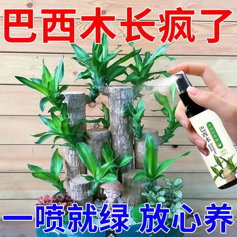 巴西木专用营养液幸运木睡莲水培植物开花发芽生根水养植物有机肥