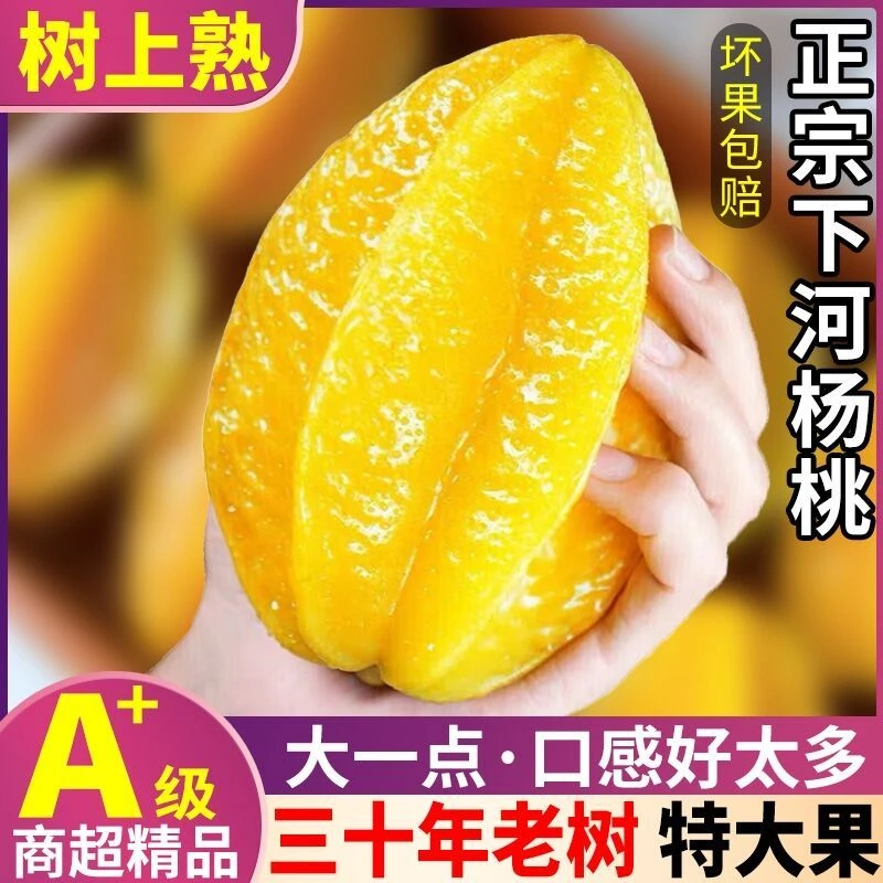 福建水果孕妇降火阳桃当季杨桃大果清甜多汁果园发货正宗精品树上