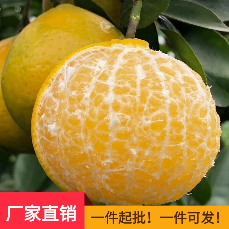 广西武鸣皇帝柑橘子脆皮皇帝柑自产自销现摘现发绝对好吃新鲜产品