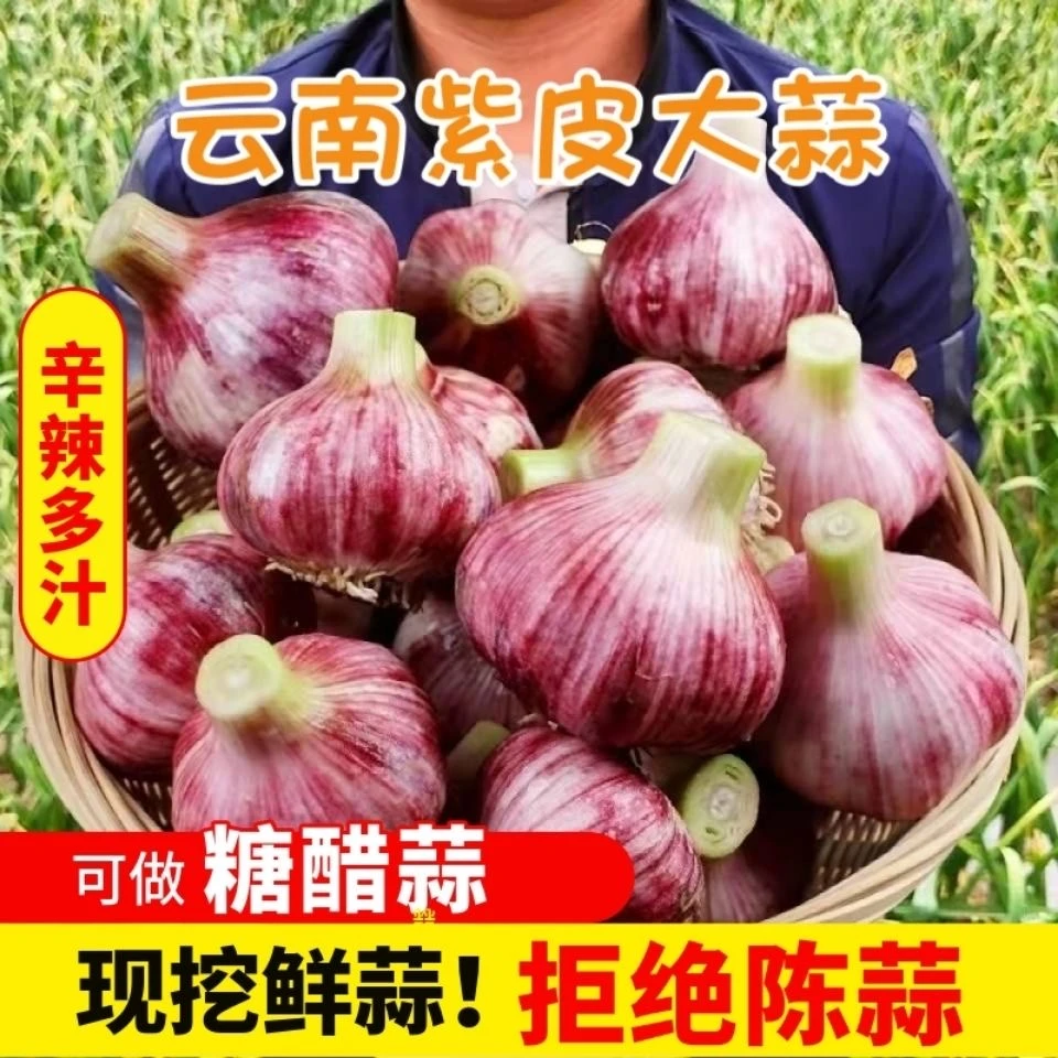DS云南新鲜紫皮自种头分瓣蒜自种5斤湿蒜自种泡蒜糖醋蒜专用