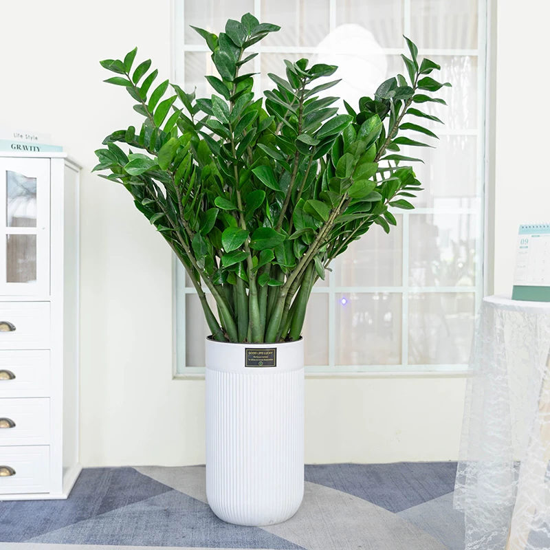 金钱树【送货上门】室内客厅摇树绿植发财树盆栽花卉植物四季好养活