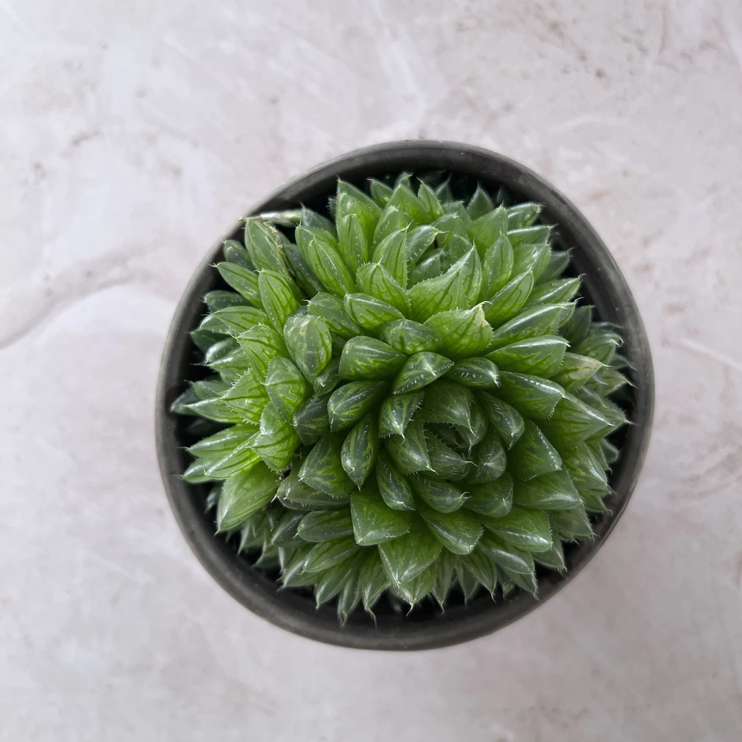 樱水晶多肉植物 王小二多肉阳台露台绿植植物栽种养护带盆土发货