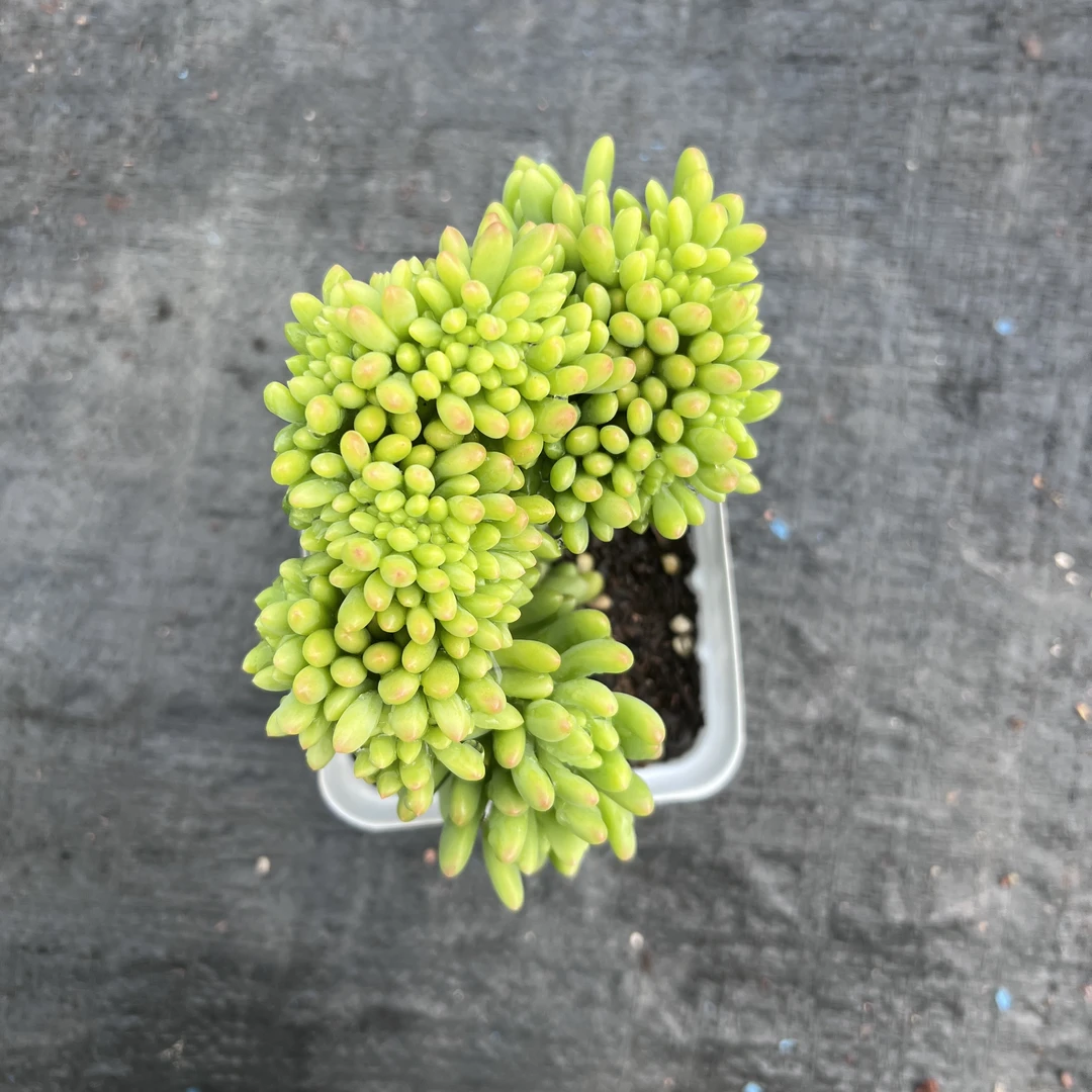 春萌缀化多肉植物王小二多肉阳台露台绿植植物栽种养护带盆土发货