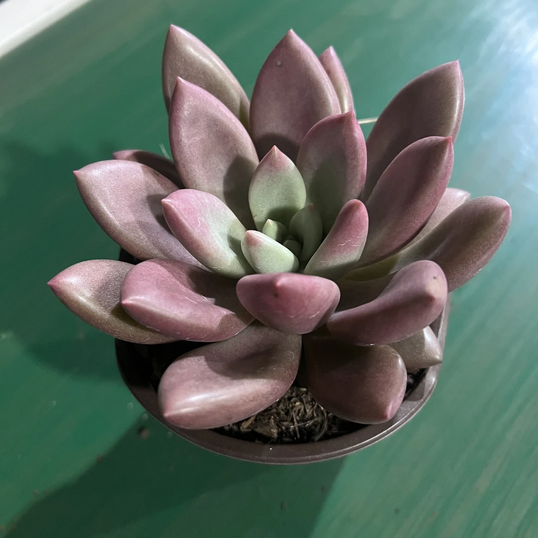 桃花源多肉 全场多肉任意满两单及也上包邮发货 带基地原盆原土