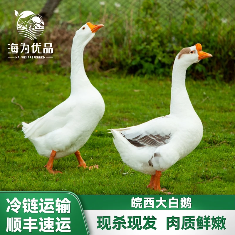 海为优品 皖西大塘放养新鲜大白鹅老鹅1只约4.5斤/5.5斤