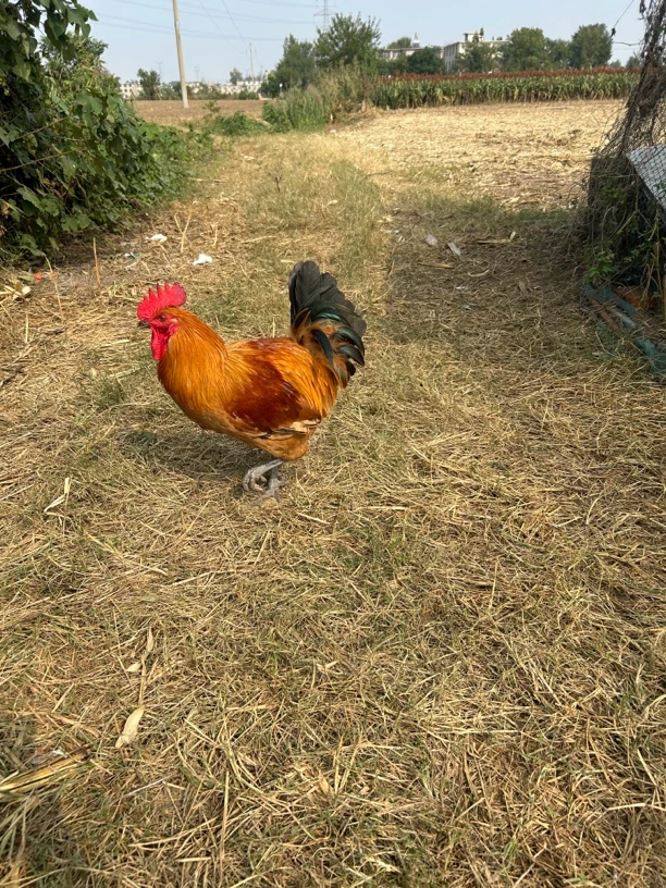 路林散养粮食土鸡