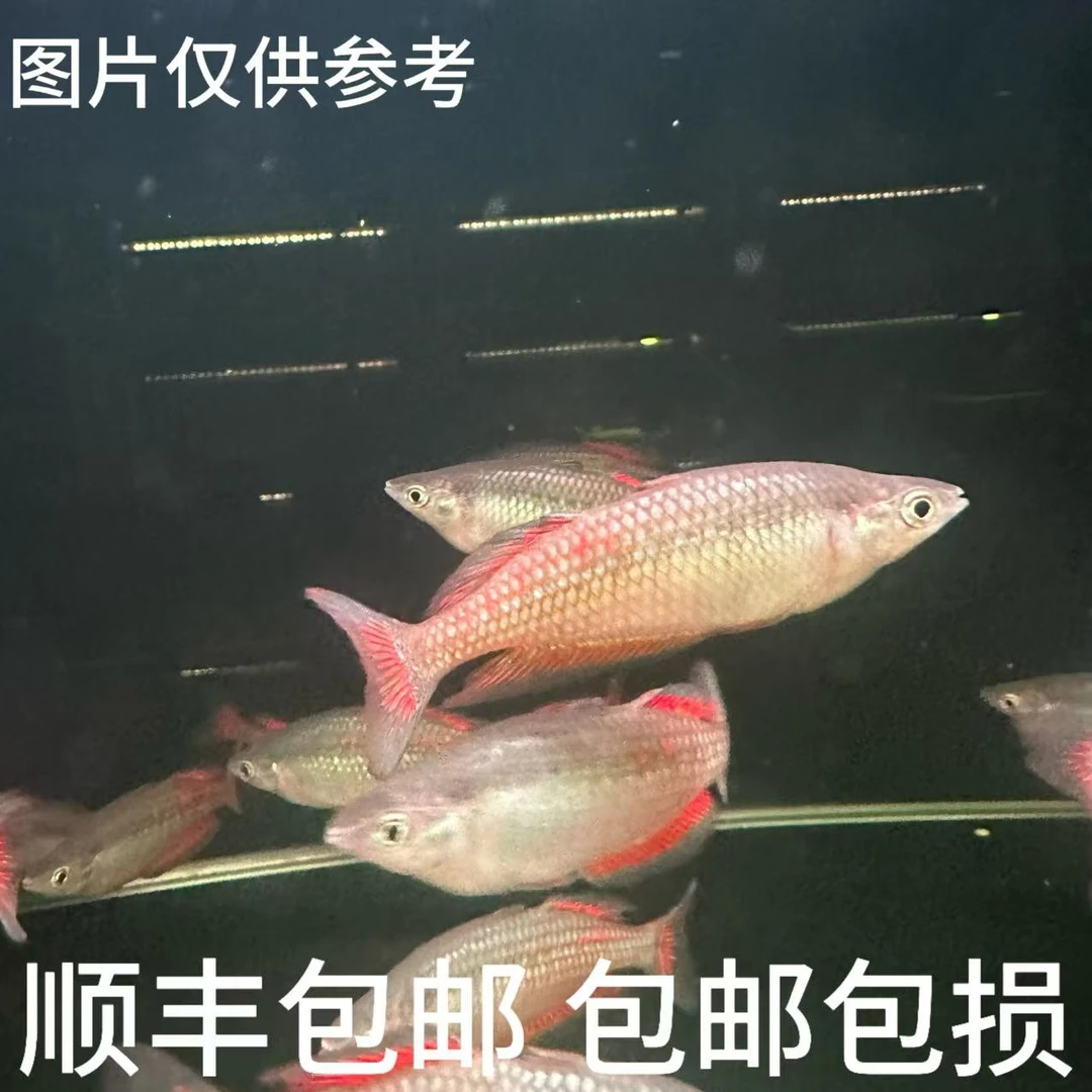 超萌萌宠 帕金森美人鱼 热带观赏鱼