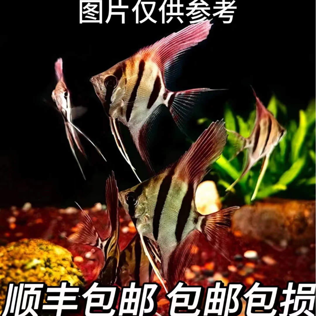 人工埃及F1热带鱼 热带观赏鱼