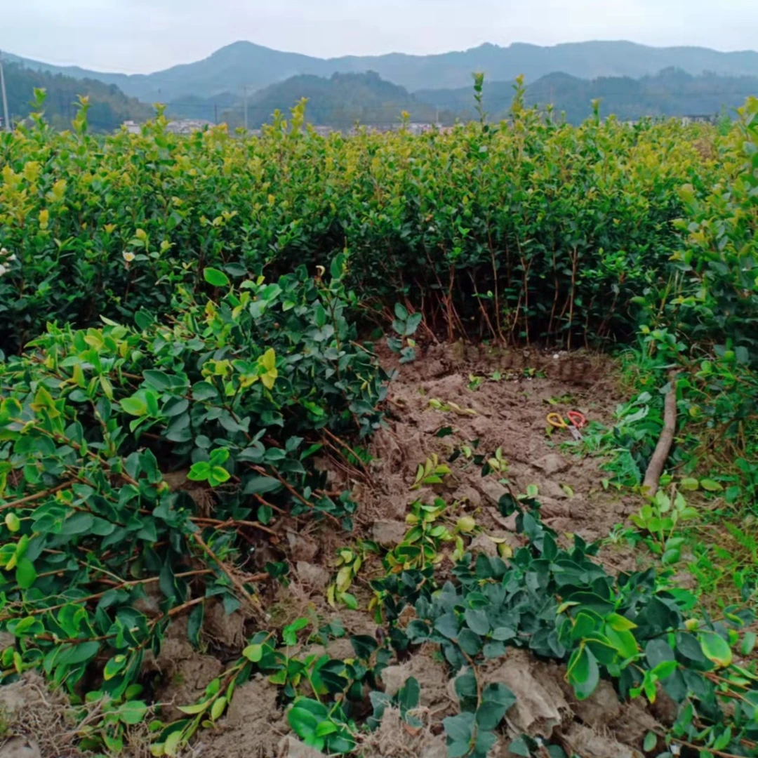 长林系列中方高产嫁接油茶树苗茶苗两年生营养杯苗个人100棵绿植