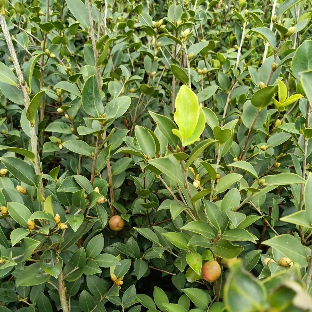 三年生高产油茶树苗裸根苗桃金娘100棵绿植天气高市早苗茶苗