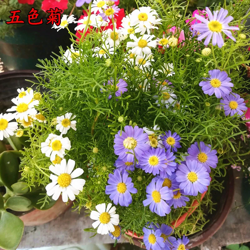 花种子五色菊种子四季易种阳台花坛盆栽花卉露天花海花种籽子混色