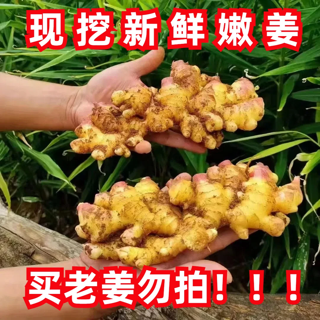 【辛辣十足】生姜云南小黄姜新鲜嫩姜现挖姜香浓郁高原种植高山
