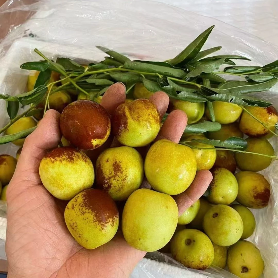 【鹤山专属】大荔冬枣  1.5kg/份