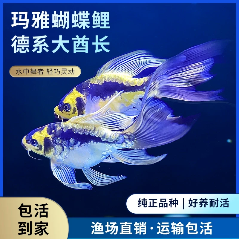 台湾玛雅墨白五彩蝴蝶鲤鱼德系好养耐活包邮包活大鳍大尾