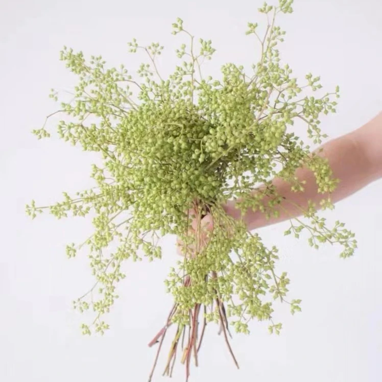 云南鲜花小米果长青果可做干花装饰花束居家装饰客厅摆放花瓶插花