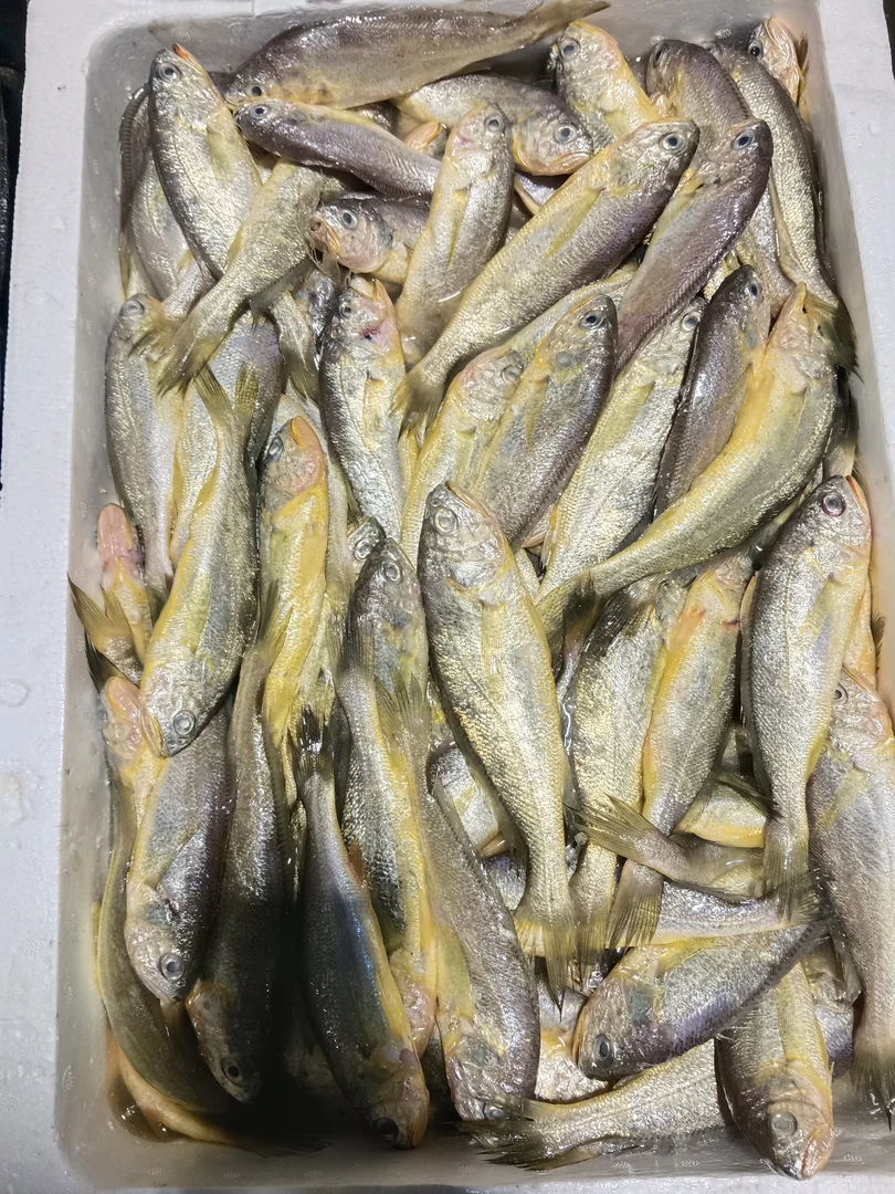 连云港发货小黄花鱼顺丰冷链包邮到家