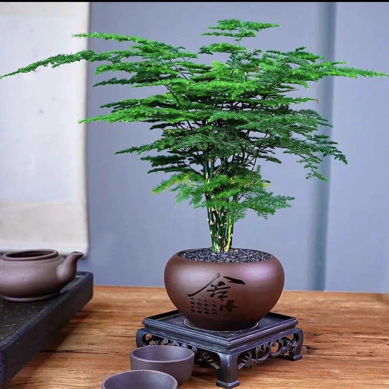 文竹盆栽植物室内客厅办公室绿植花卉桌面盆景好养四季常青年宵花