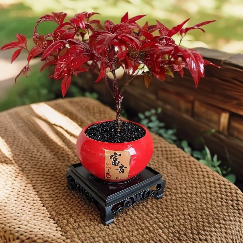 火焰南天竹年宵花绿植桌面盆栽好养易活年宵花禅意创意盆景