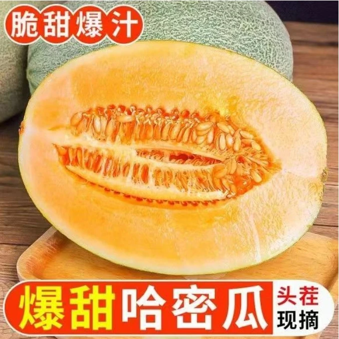 新鲜采摘正宗哈密瓜果园应季水果口感甘甜爽皮薄肉厚爽口甜蜜多汁