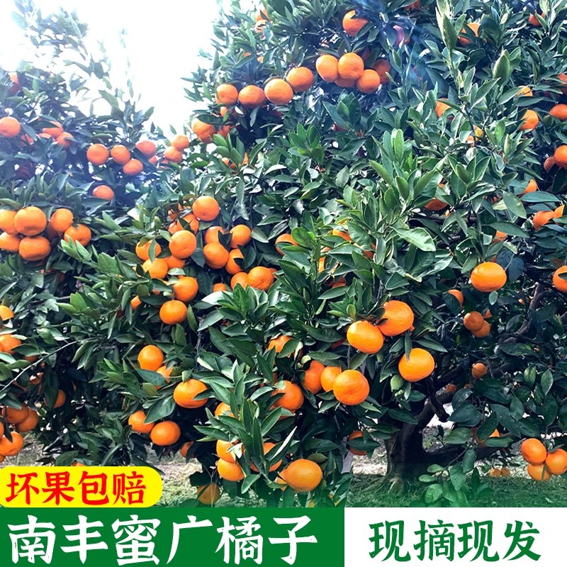 现摘现发江西蜜广橘子5斤装正宗核心产区蜜桔非砂糖涌泉橘子水果