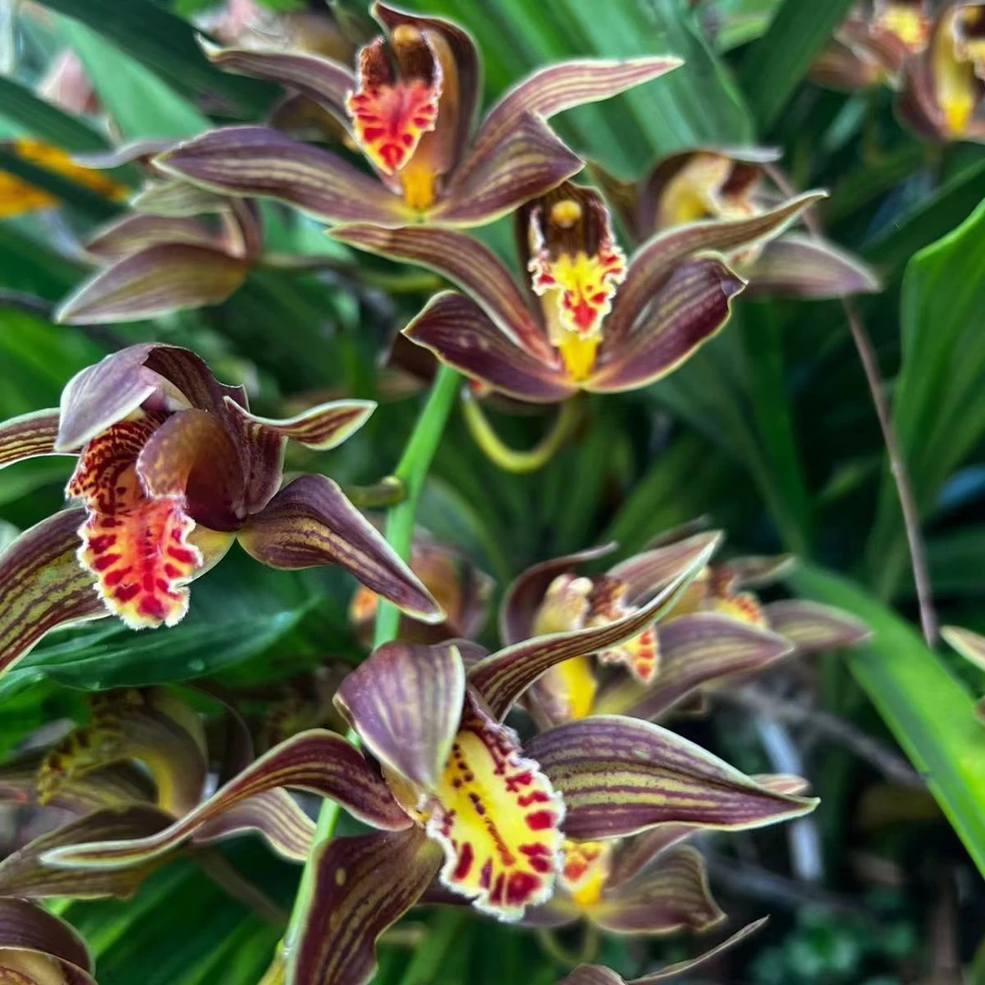 云南虎头兰九头狮子一物一拍