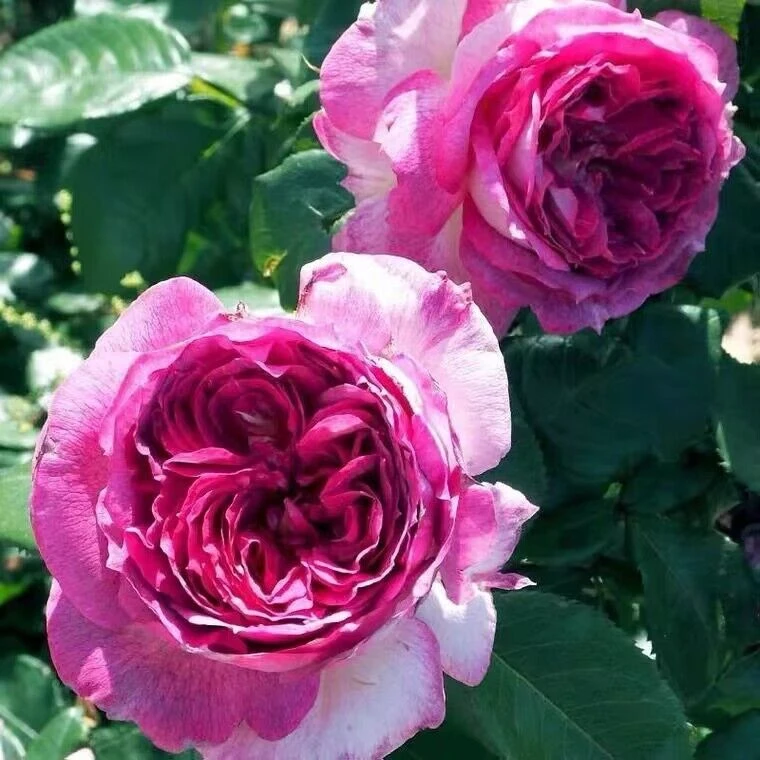 （不包售后）蓝莓蛋糕月季花苗盆栽大花浓香型四季开花开花不稳定