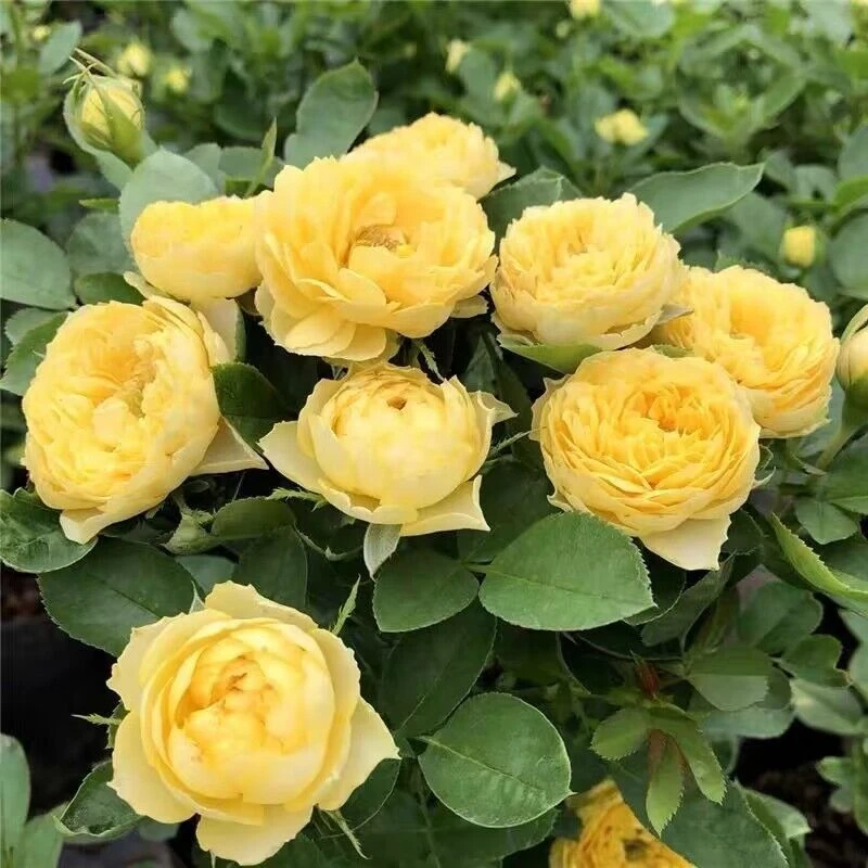 （不包售后）金S雀月季花阳台矮胖盆栽植物特别勤花四季开花