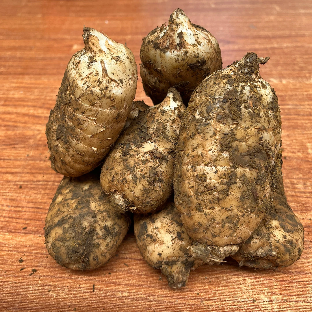 昭通小草坝新鲜天麻大果500克真空包装坏果包赔