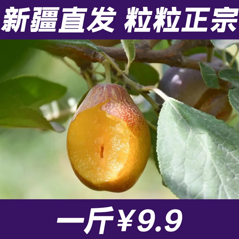 新疆直发西梅干健康无糖精西梅干开袋即食风干西梅干果味无糖精
