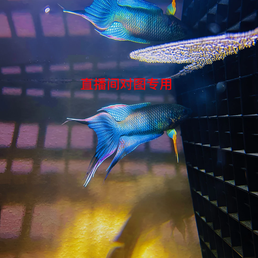直播间专用一物一拍 中国斗鱼 冷水鱼 饲养观赏鱼活体