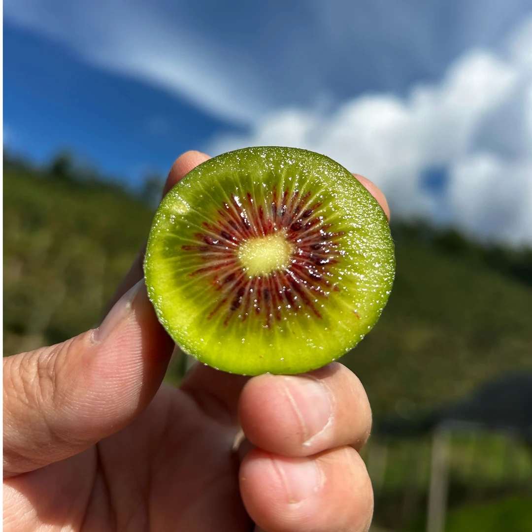 云南高山新鲜红心猕猴桃