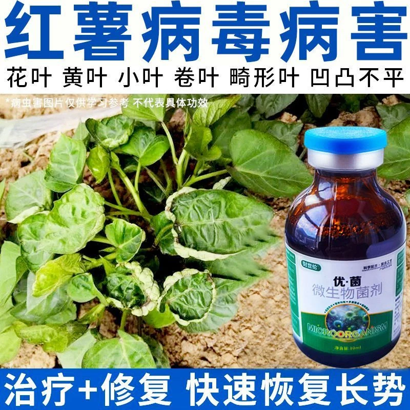 红薯病毒病专用药甘薯地瓜黄叶病卷叶小叶皱缩干枯展叶剂增产肥料